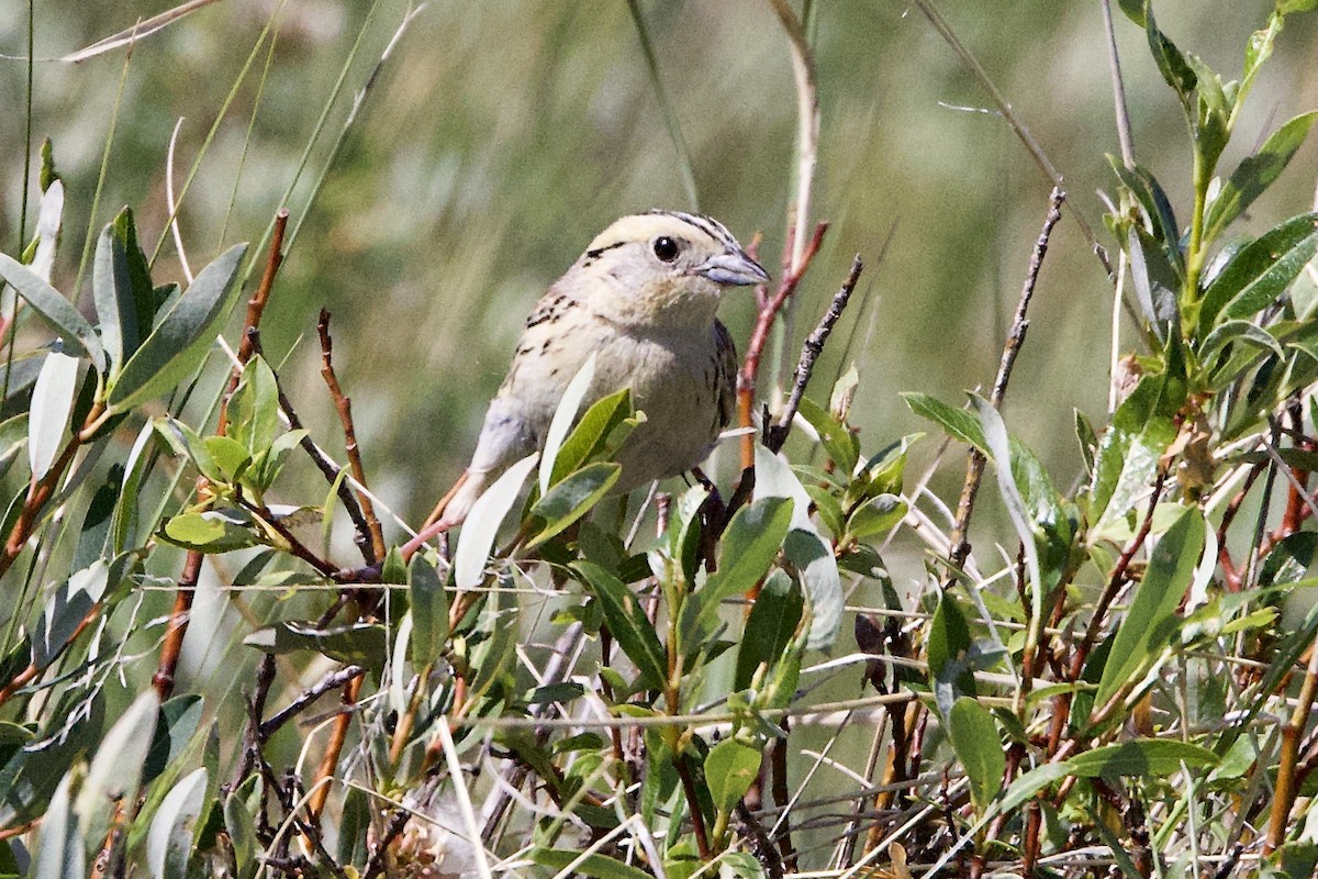 LeConte's Sparrow - ML638183903
