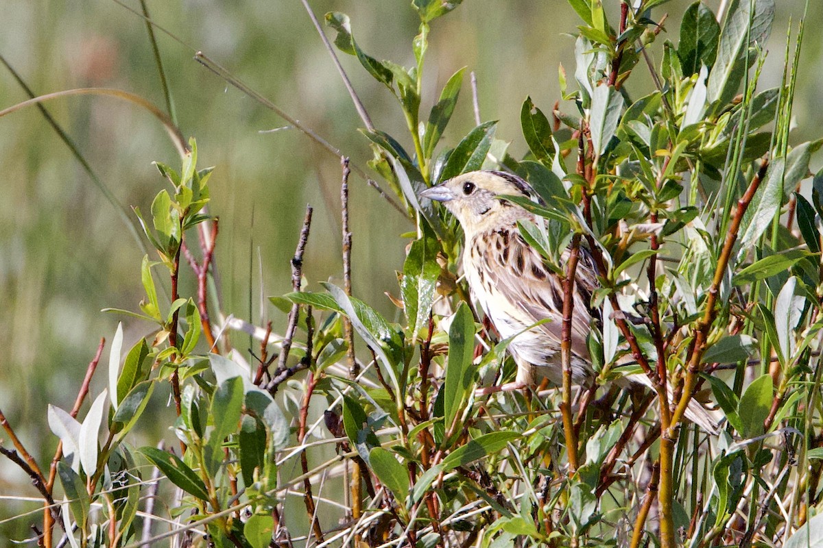 LeConte's Sparrow - ML638183904