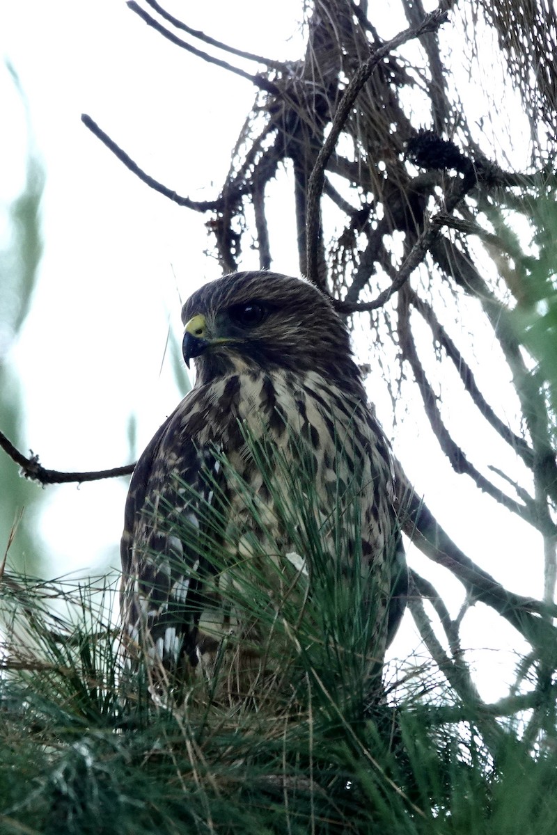 Red-shouldered Hawk - ML638183910