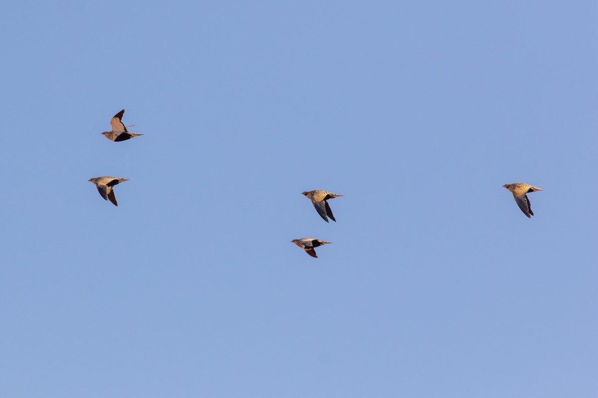 Black-bellied Sandgrouse - ML638183916