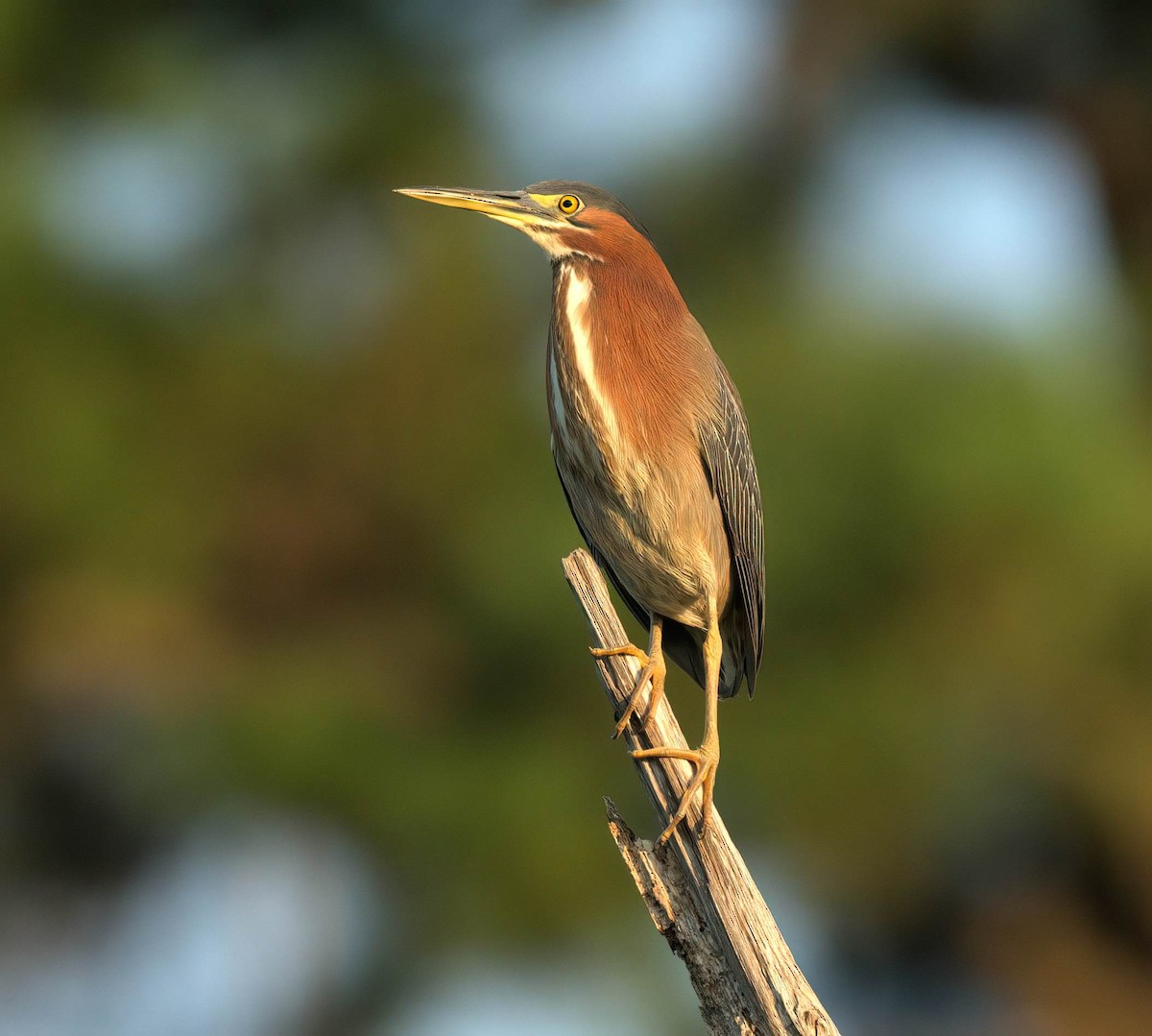 Green Heron - ML638183937