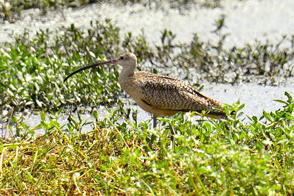 Long-billed Curlew - ML638183940