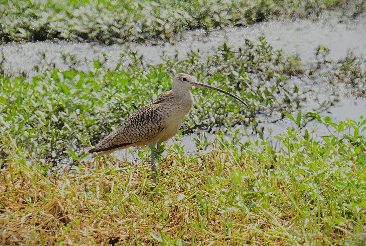 Long-billed Curlew - ML638183941