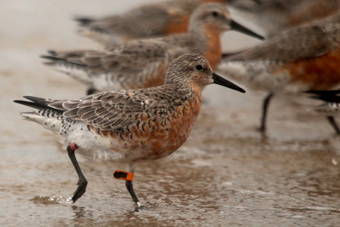 Red Knot - ML638183956