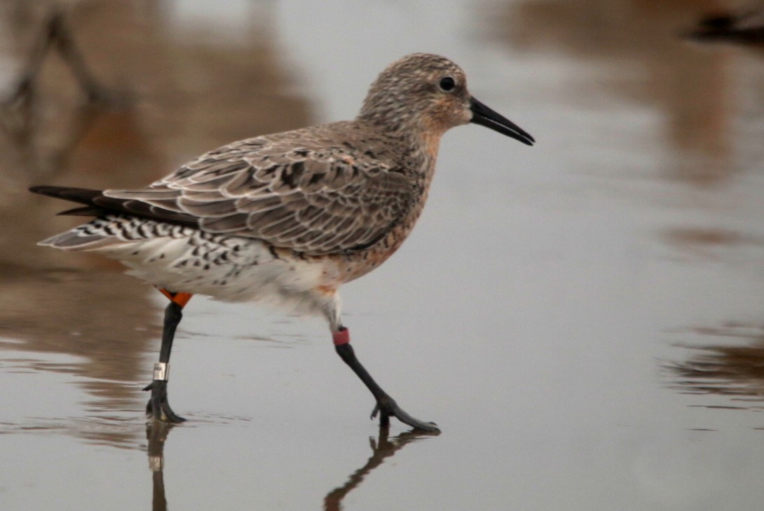 Red Knot - ML638183957