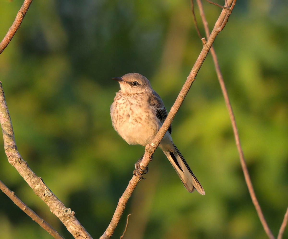 Northern Mockingbird - ML638183975