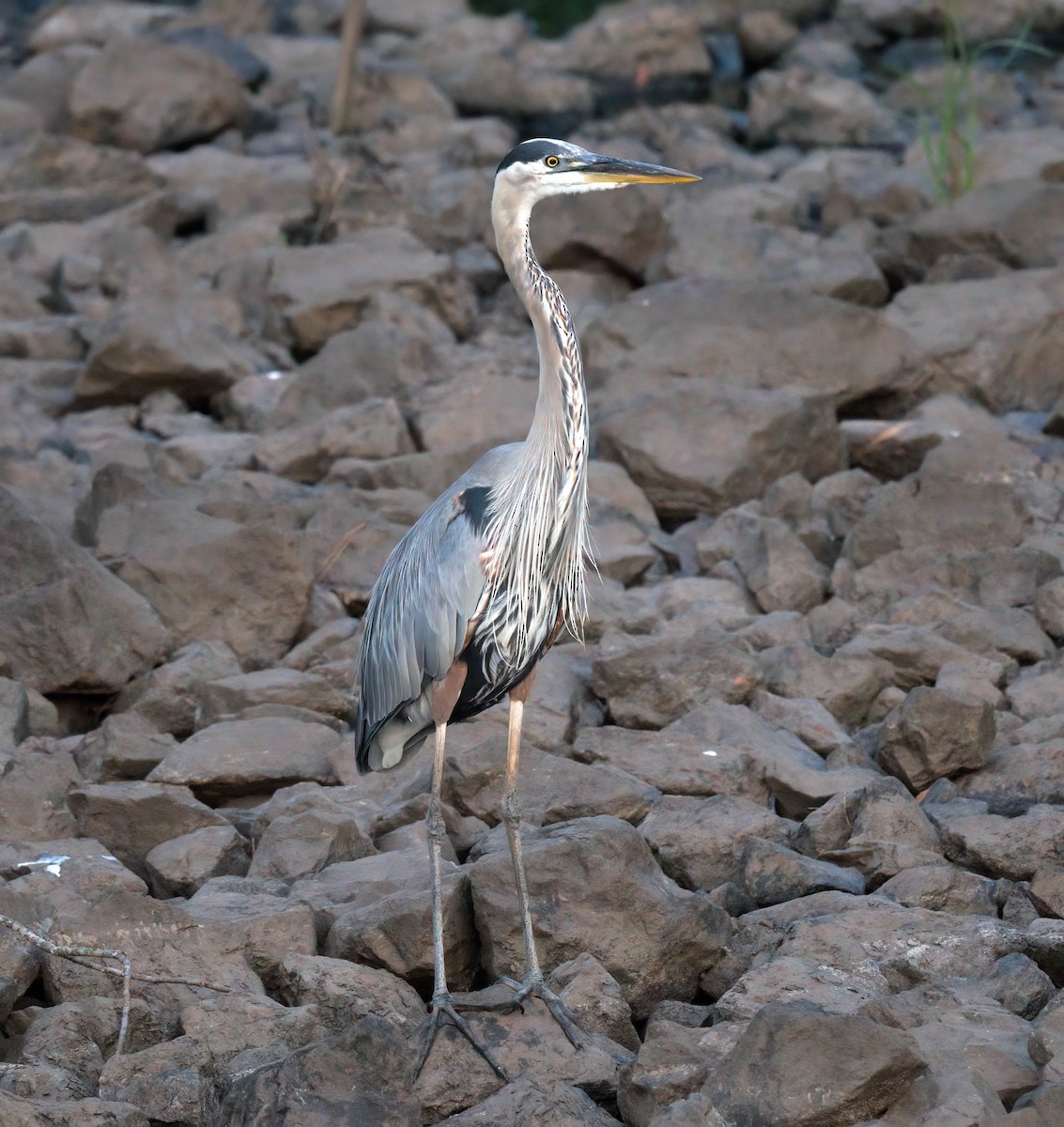 Great Blue Heron - ML638183982