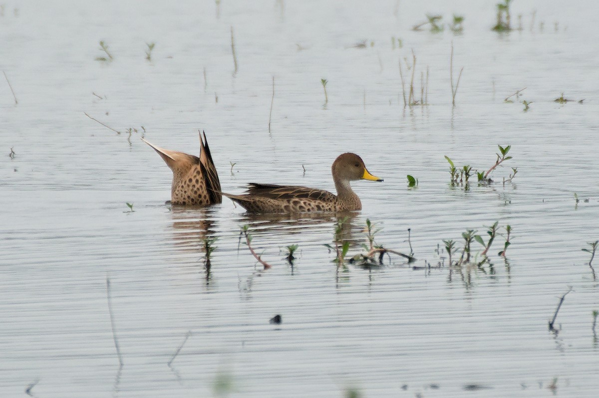 Yellow-billed Pintail - ML638184029