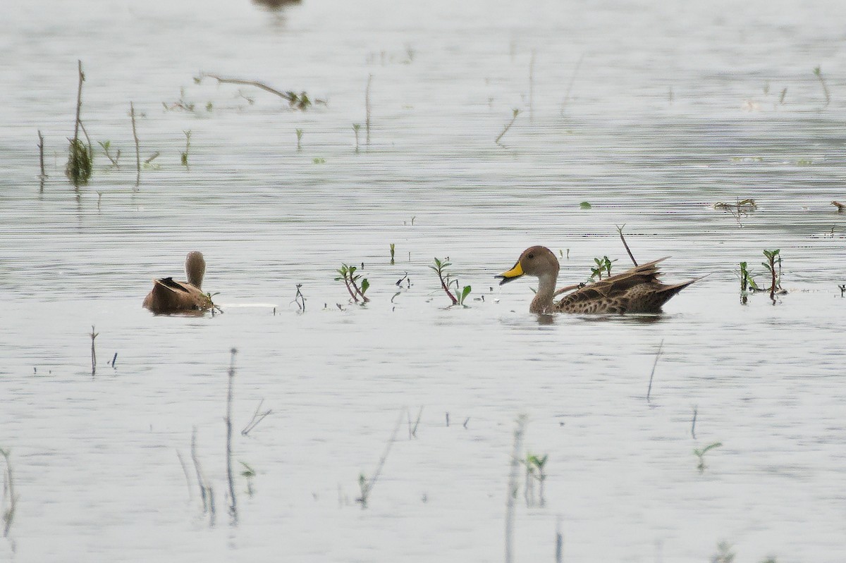 Yellow-billed Pintail - ML638184030