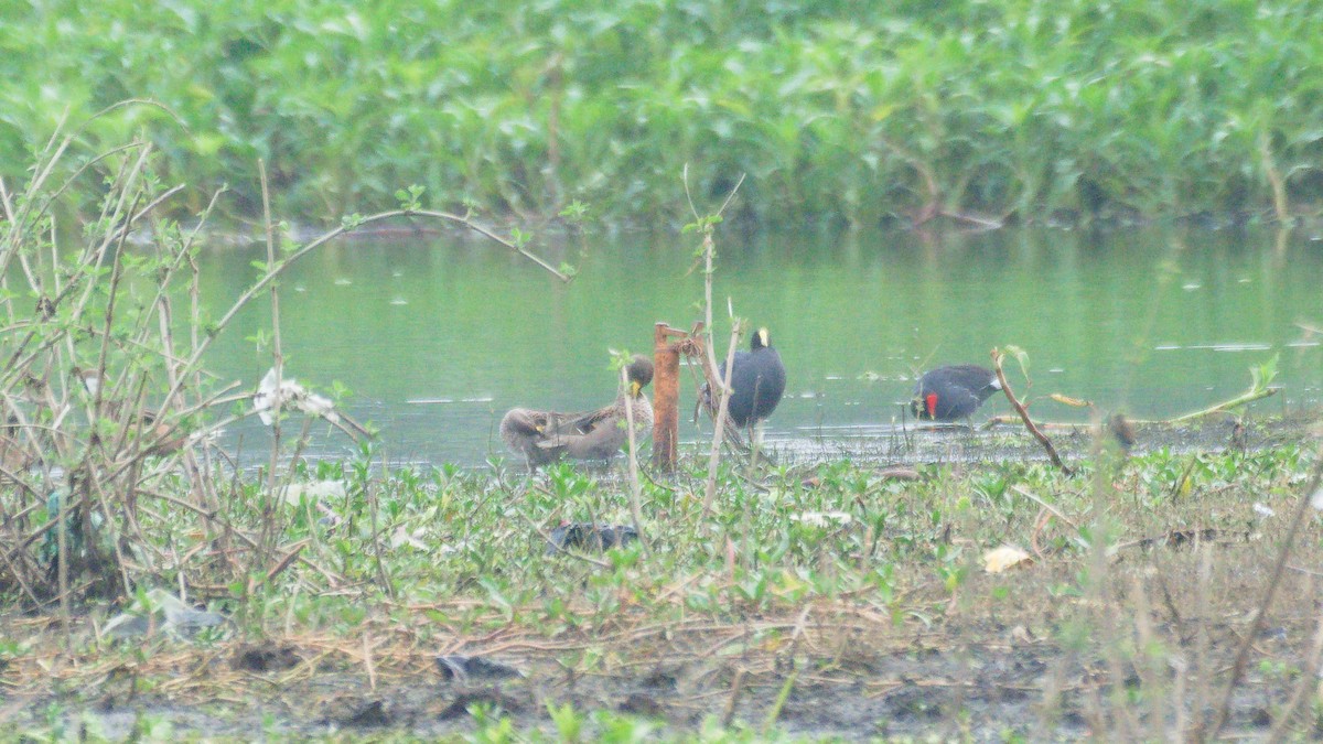 Yellow-billed Teal - ML638184039