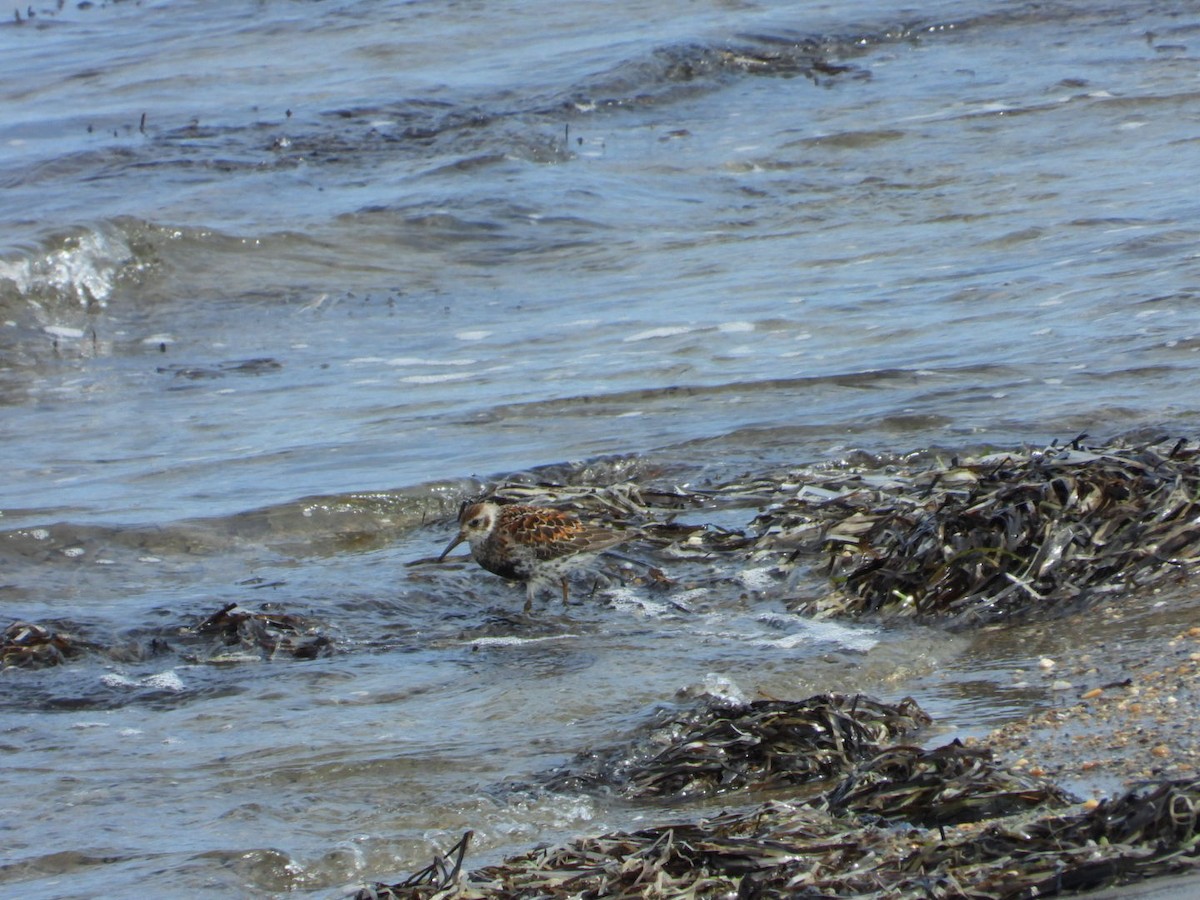 Rock Sandpiper - ML638184068