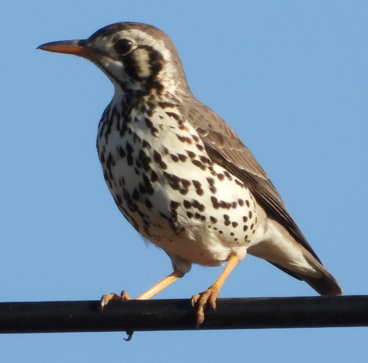 Groundscraper Thrush - ML638184080