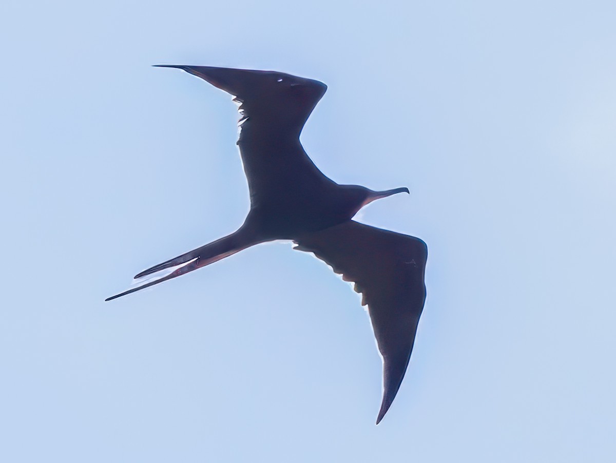 Magnificent Frigatebird - ML638184098