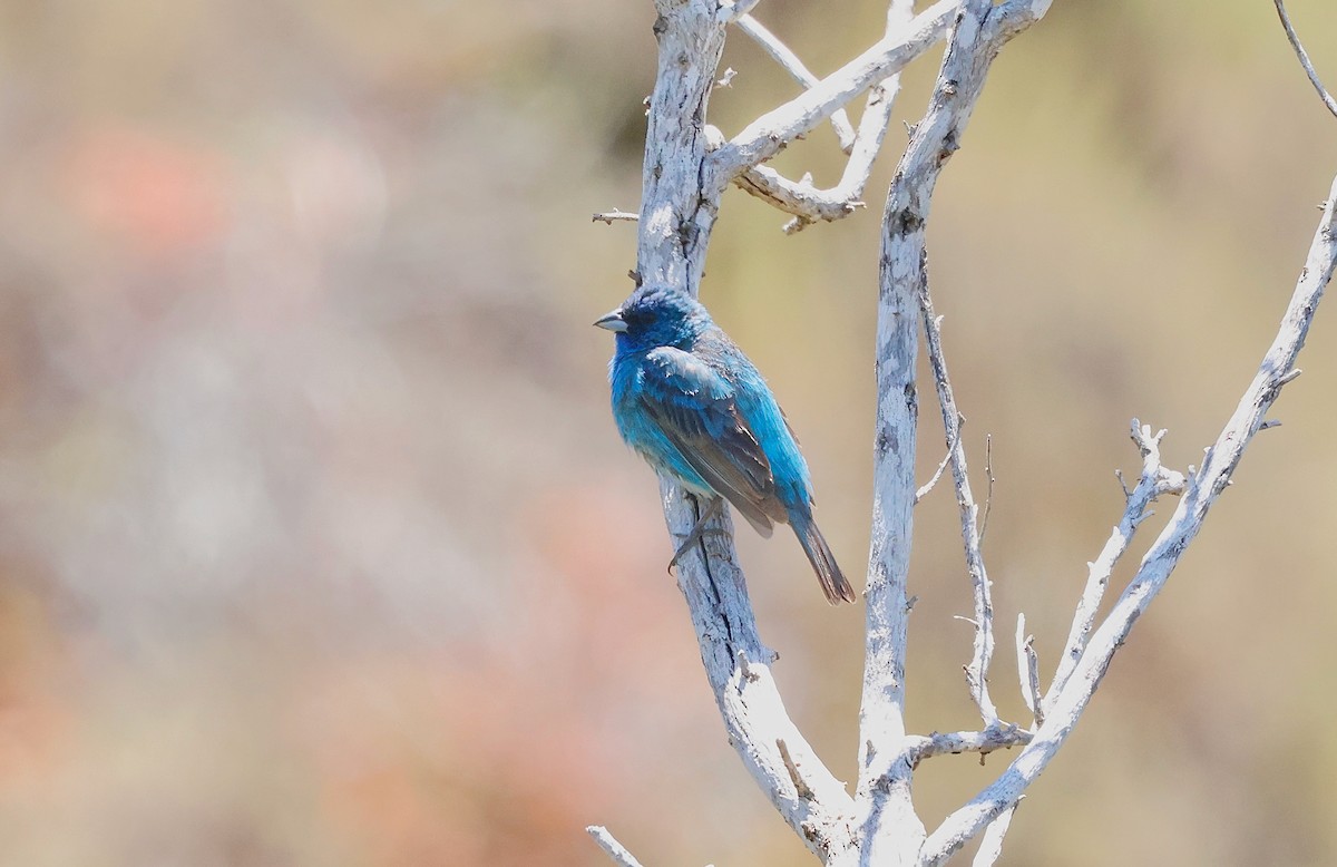 Indigo Bunting - ML638184141
