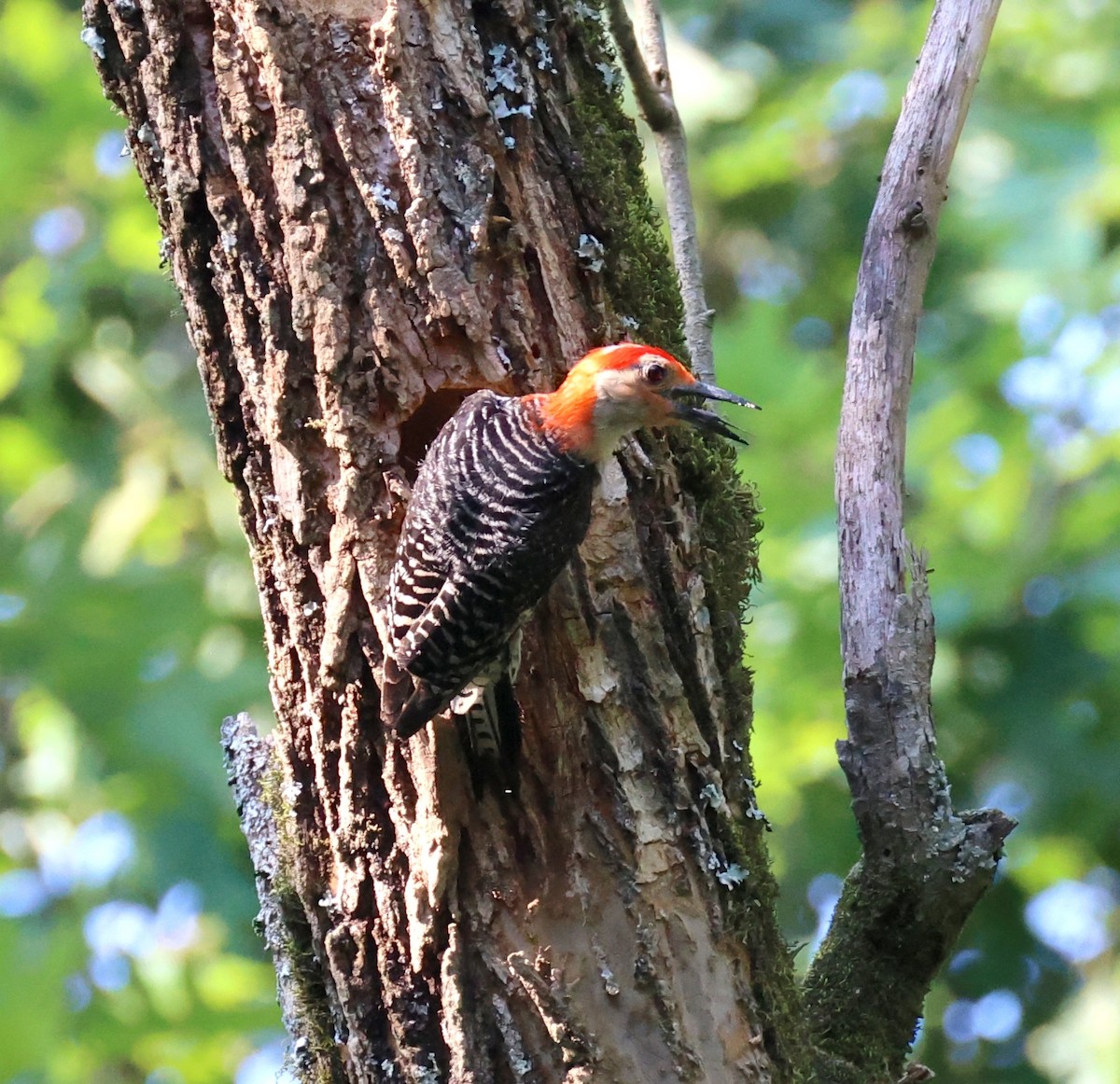 Red-bellied Woodpecker - ML638184152