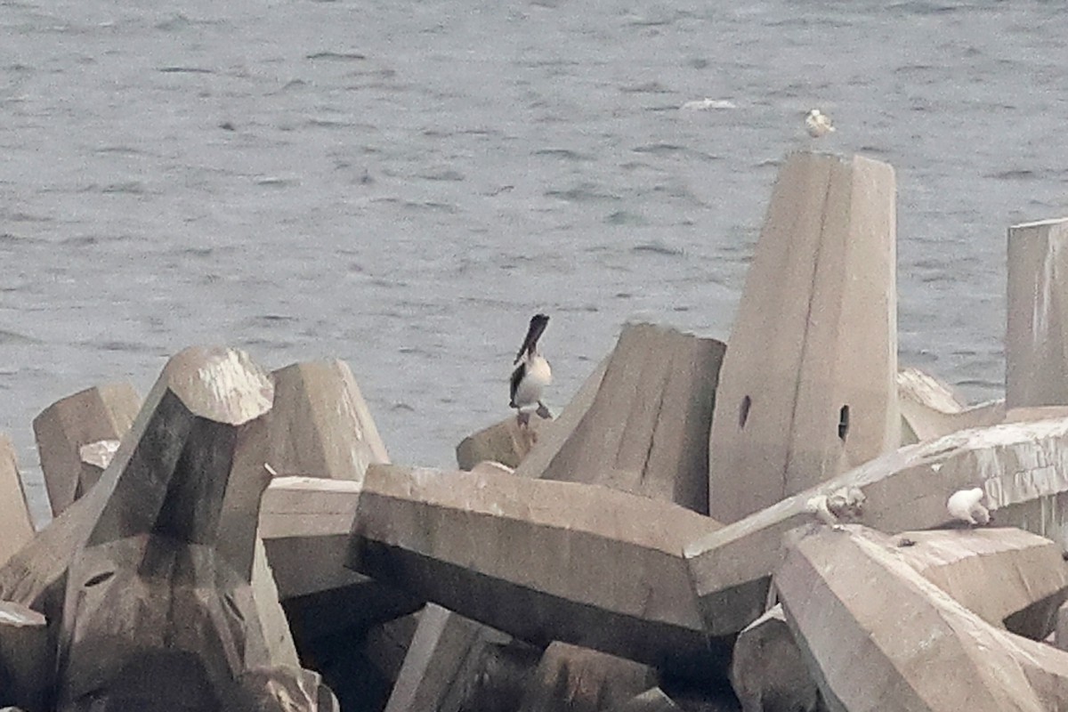 Brown Pelican - ML638184160