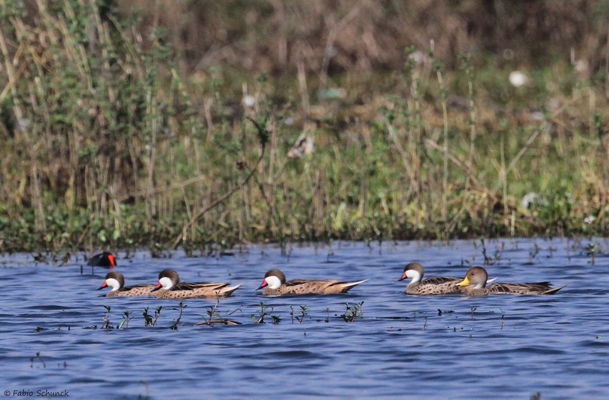Yellow-billed Pintail - ML638184180
