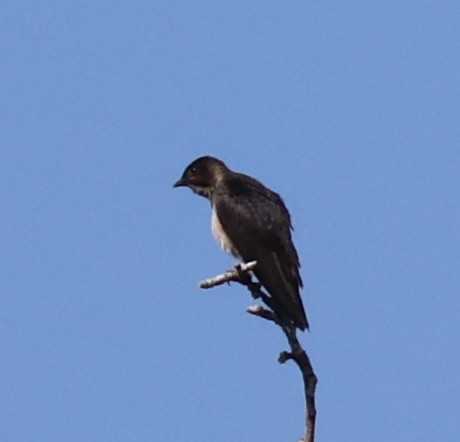 Purple Martin - ML638184185