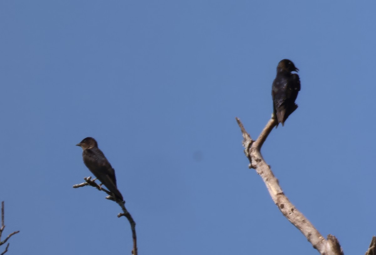 Purple Martin - ML638184191