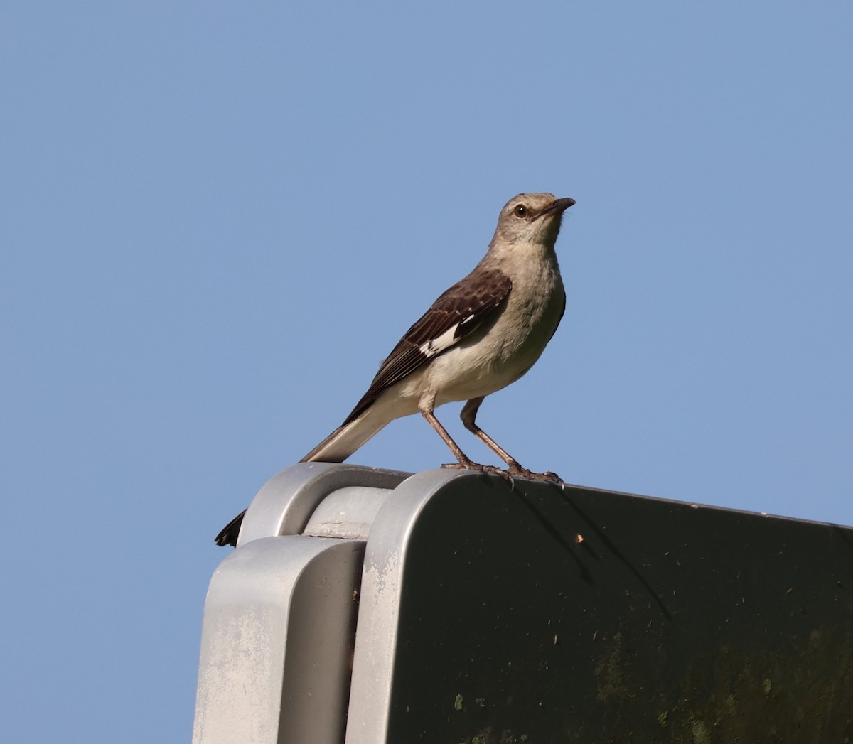 Northern Mockingbird - ML638184215