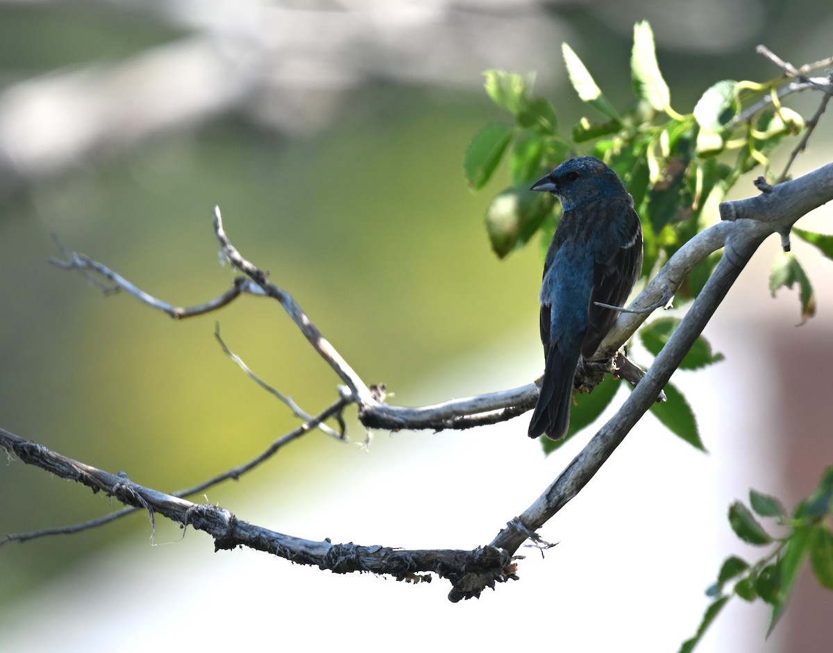 Lazuli Bunting - ML638184242