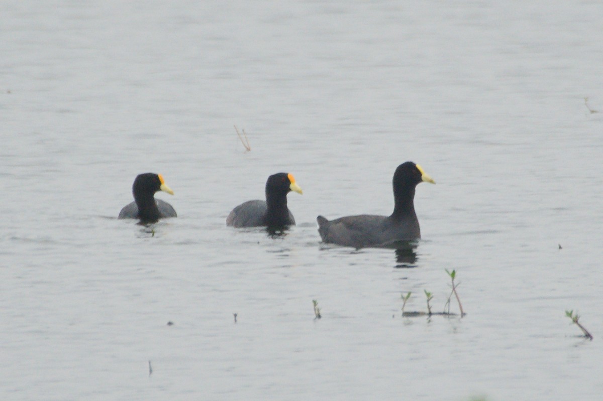 White-winged Coot - ML638184253