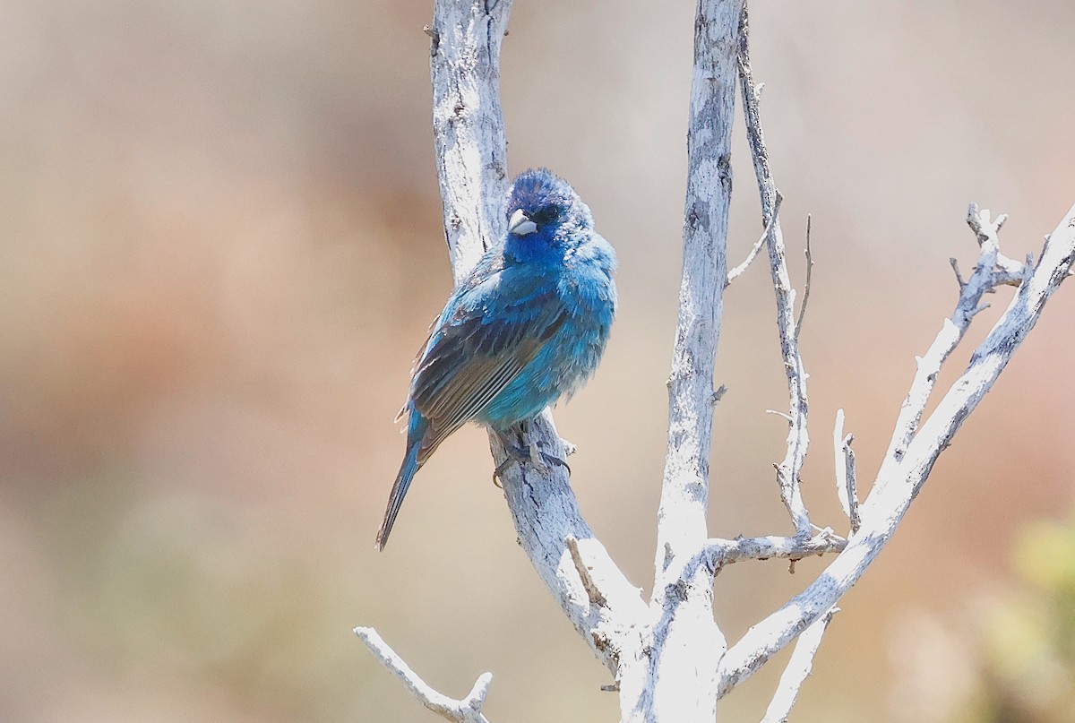Indigo Bunting - ML638184260