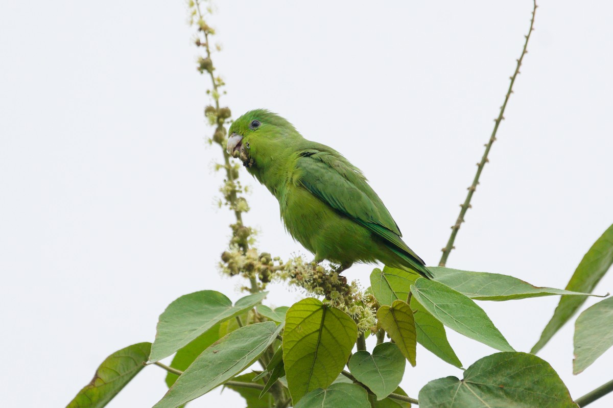 Cobalt-rumped Parrotlet - ML638184266