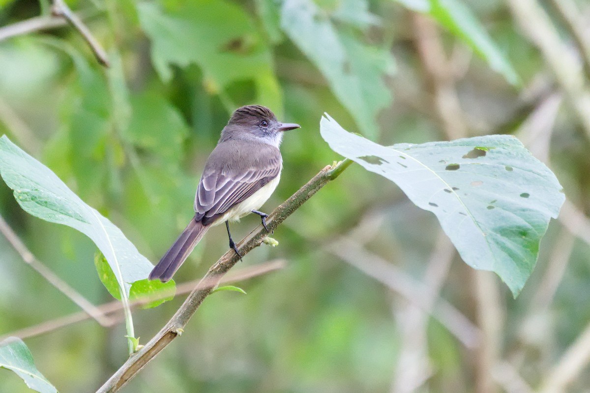 Short-crested Flycatcher - ML638184271