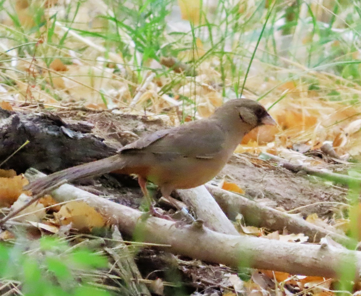 Abert's Towhee - ML638184275