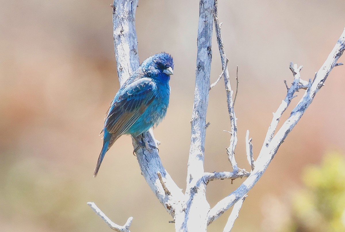 Indigo Bunting - ML638184293