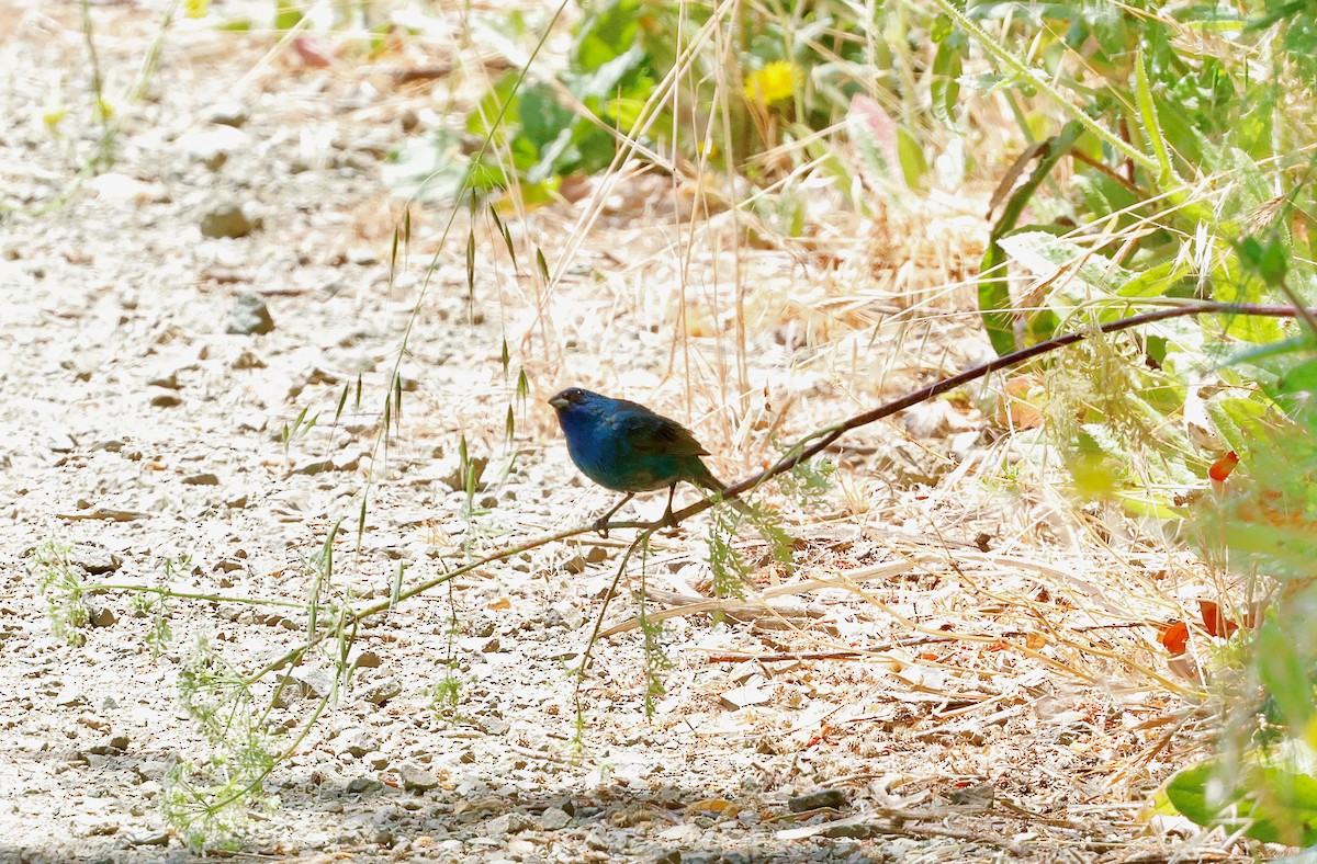 Indigo Bunting - ML638184308