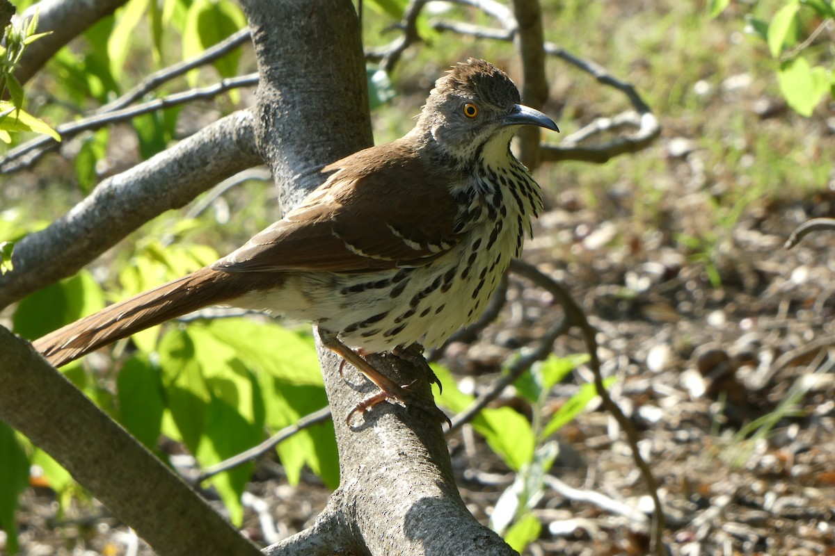 Long-billed Thrasher - ML638184309
