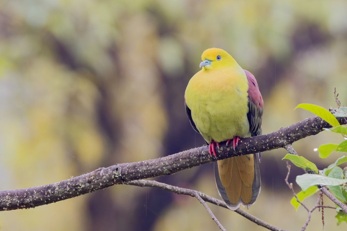 Wedge-tailed Green-Pigeon - ML638184315