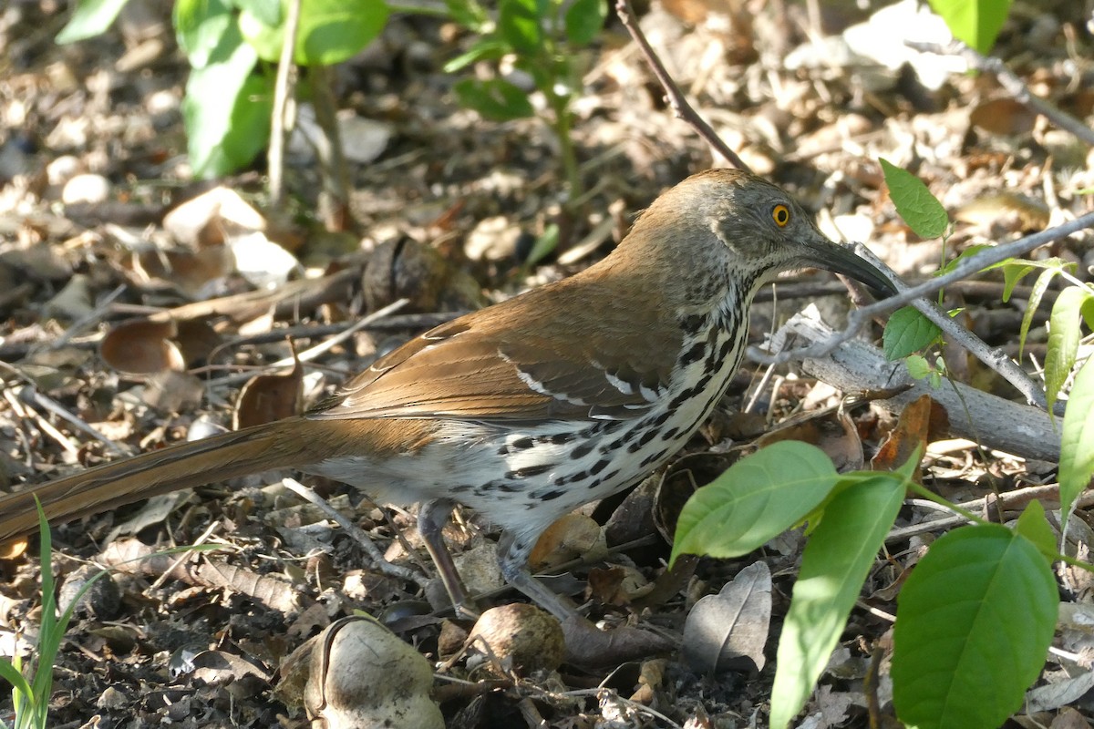 Long-billed Thrasher - ML638184320