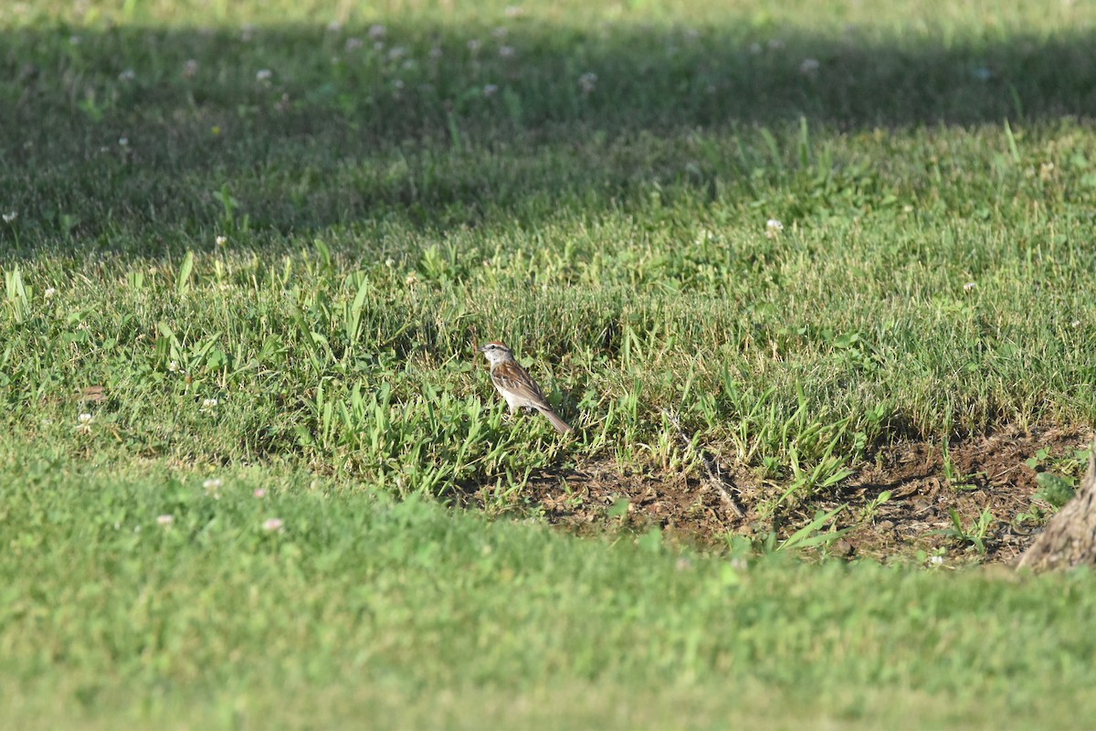 Chipping Sparrow - ML638184382