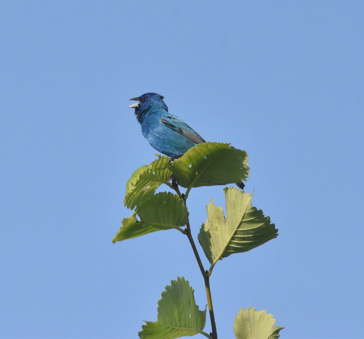 Indigo Bunting - ML638184404