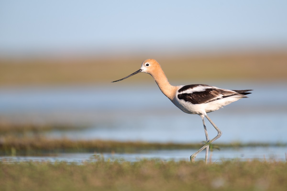 American Avocet - ML638184413
