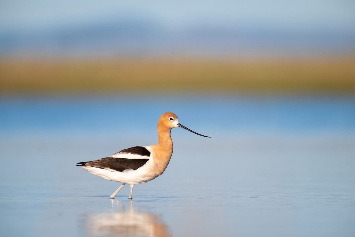 American Avocet - ML638184414