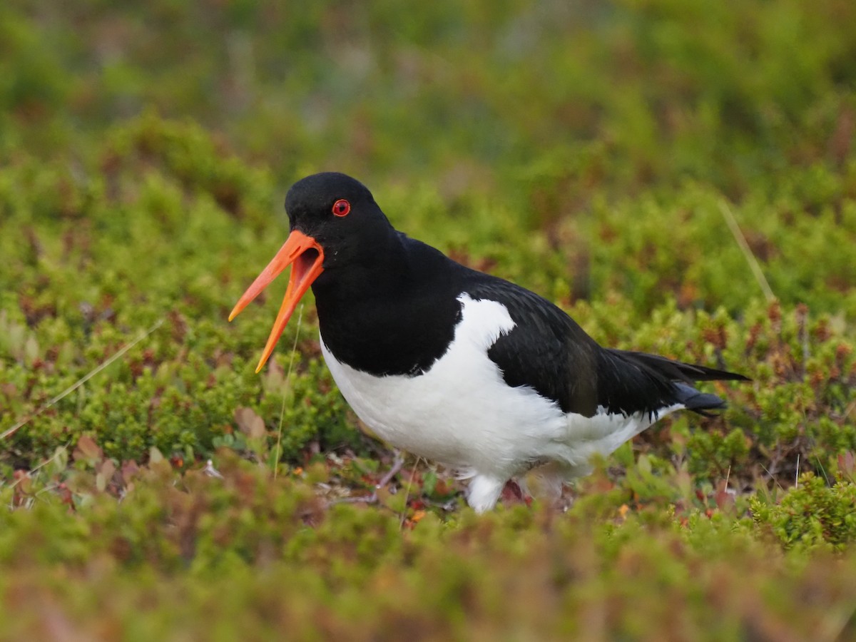 Eurasian Oystercatcher - ML638184466