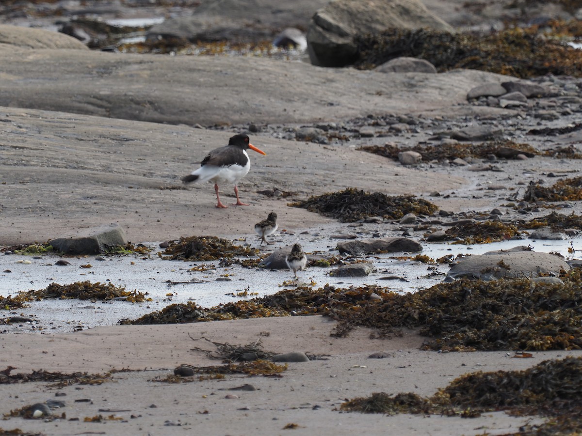Eurasian Oystercatcher - ML638184468