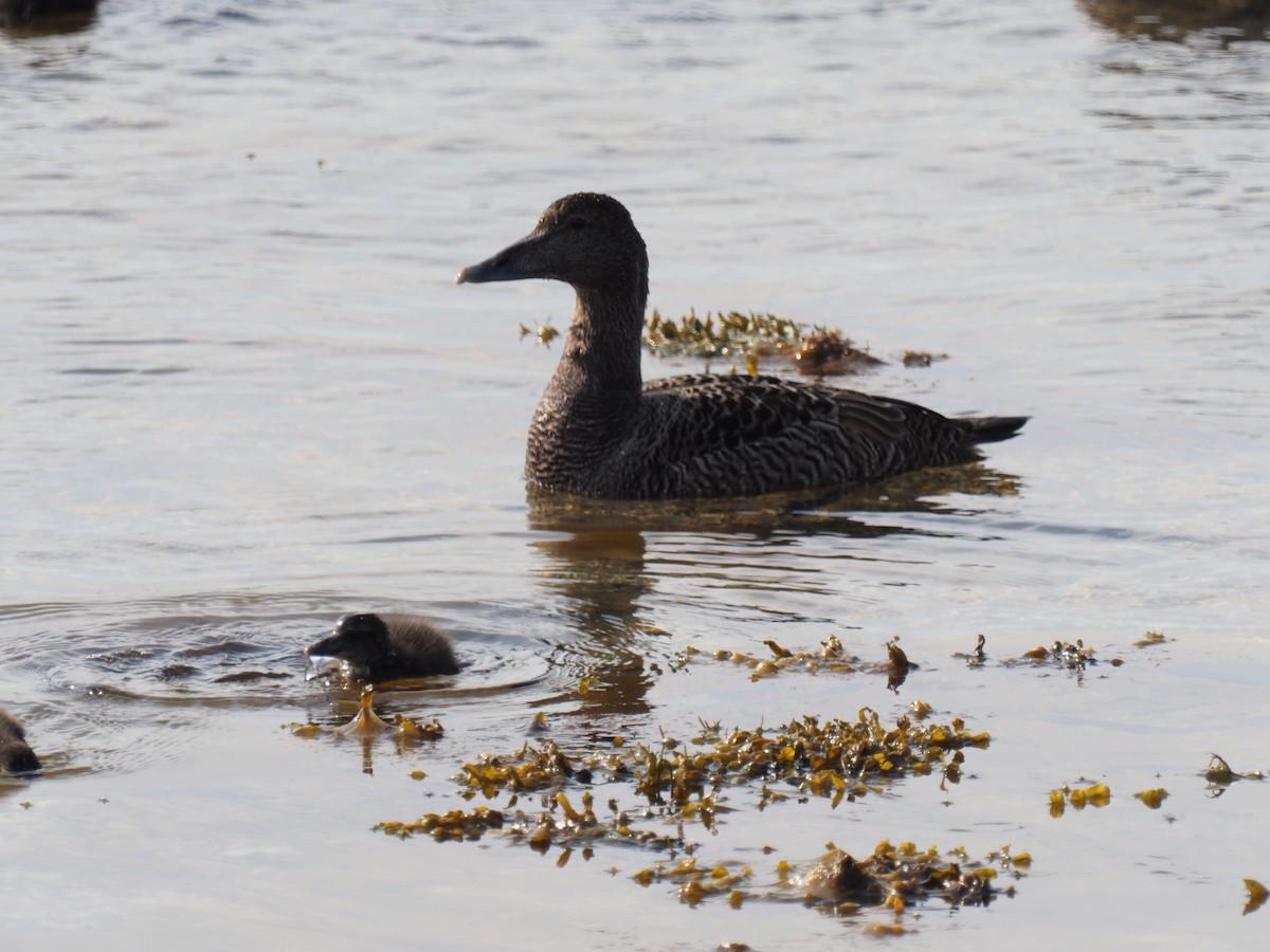 Common Eider - ML638184525