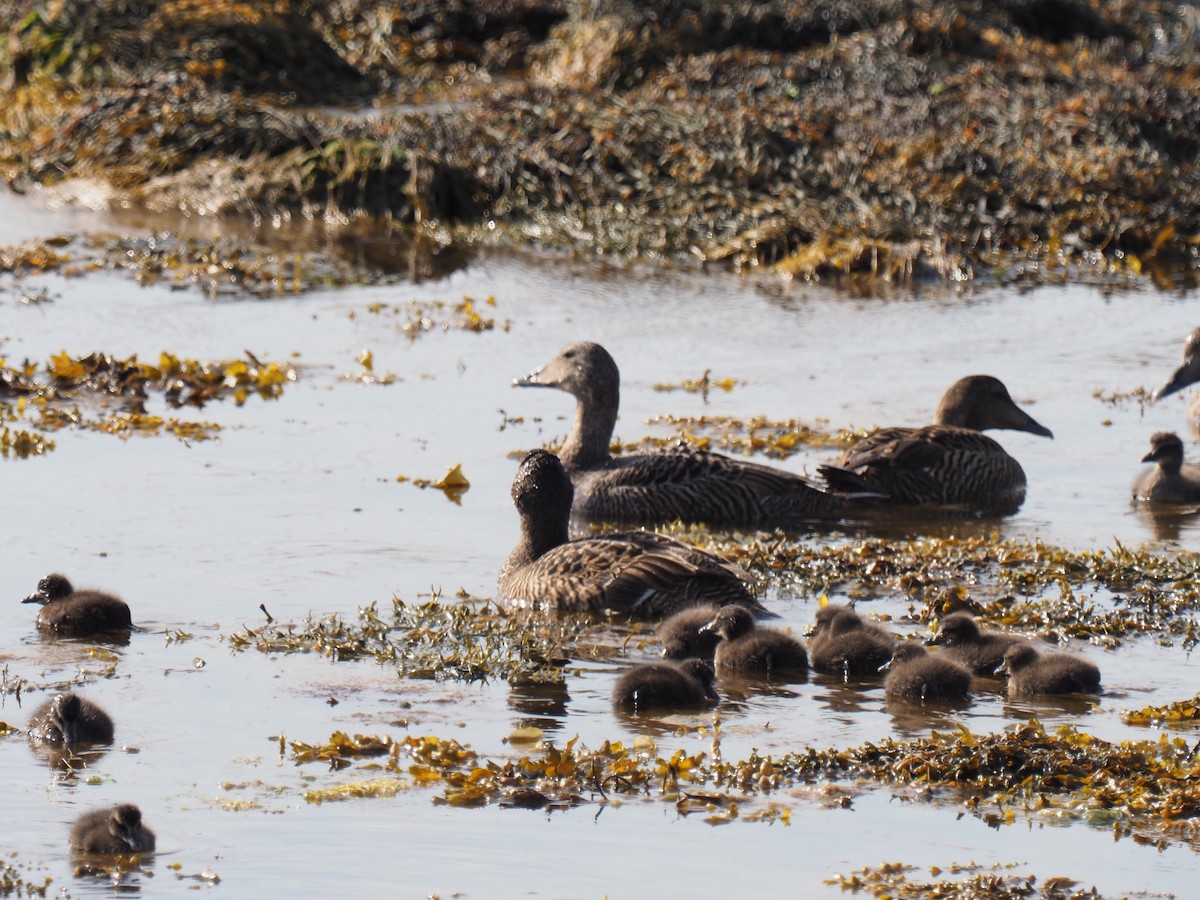 Common Eider - ML638184526