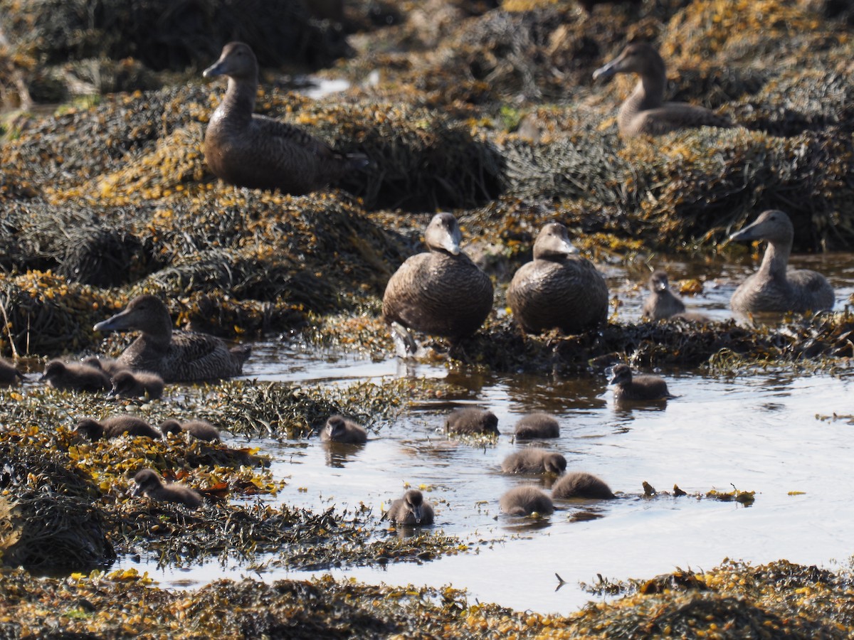 Common Eider - ML638184527