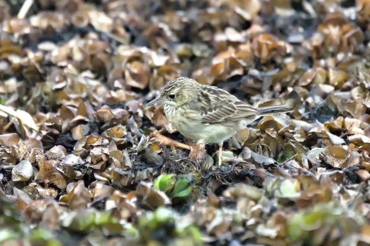 Yellowish Pipit - ML638184542