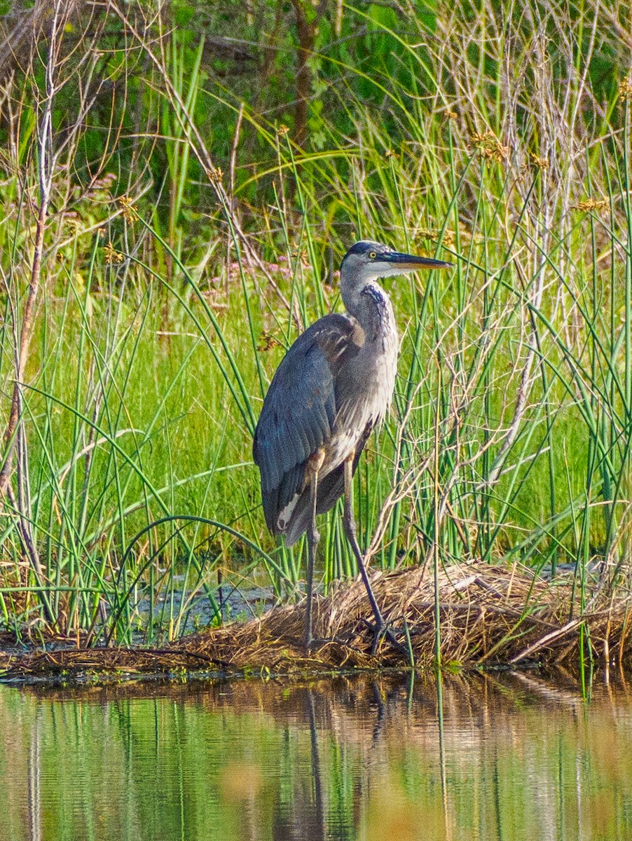 Great Blue Heron - ML638184544