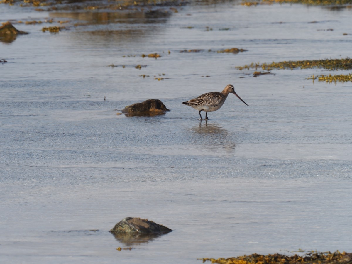 Bar-tailed Godwit - ML638184556