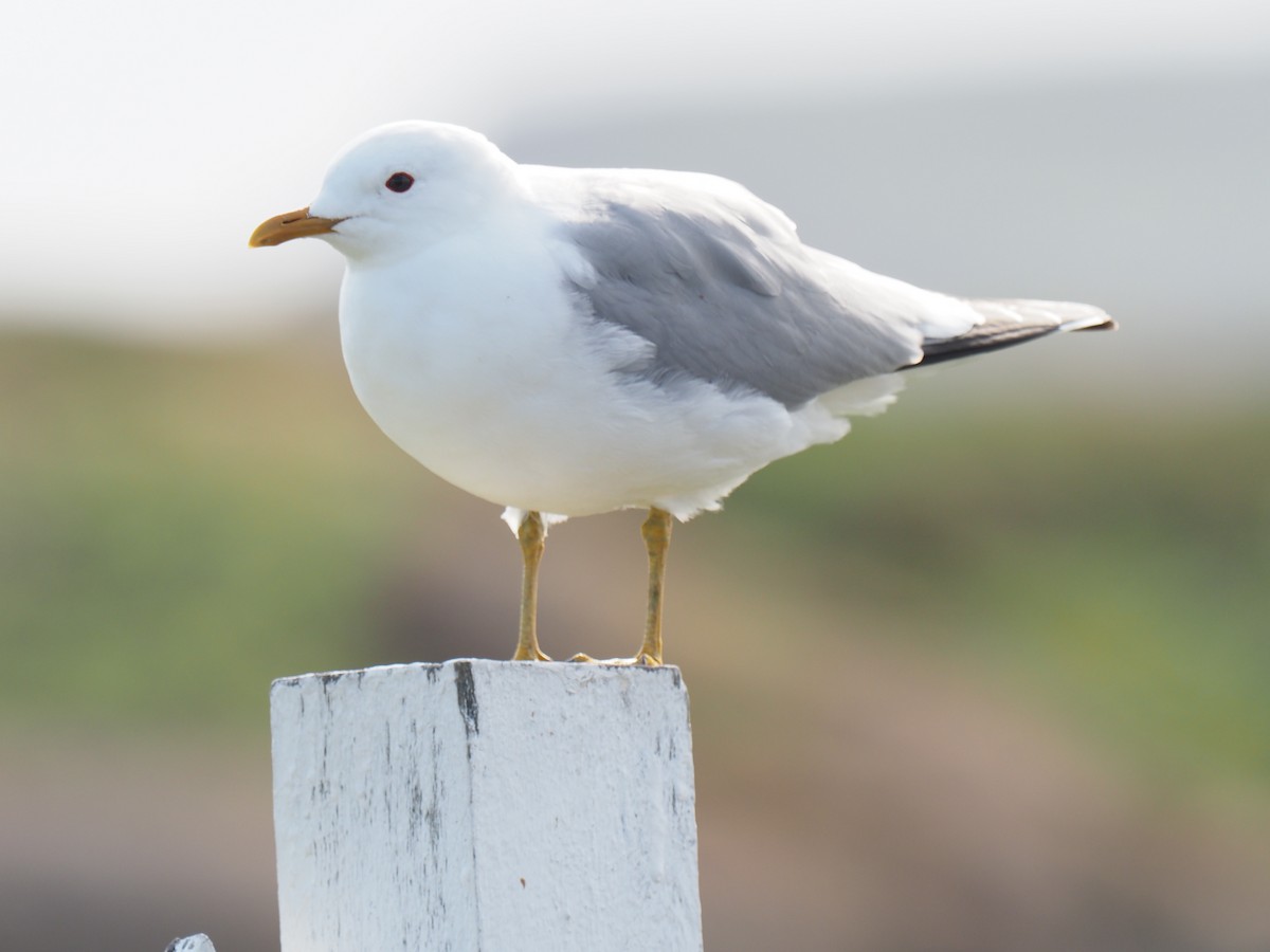 Common Gull - ML638184574
