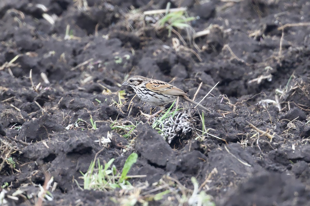 Sierra Madre Sparrow - ML638184581