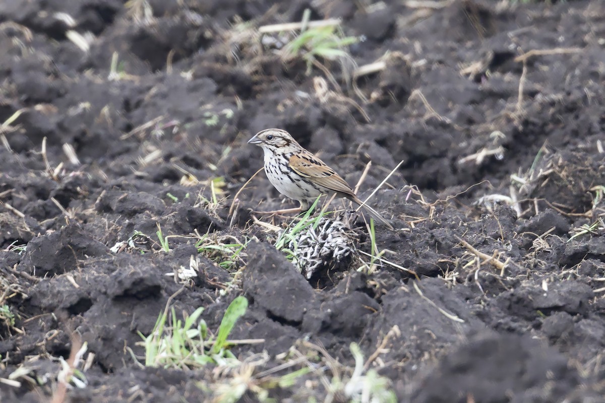 Sierra Madre Sparrow - ML638184582